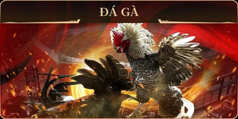 Hướng Dẫn Cách Chơi Đá Gà GA28 BSport Uy Tín Và Chuyên Nghiệp