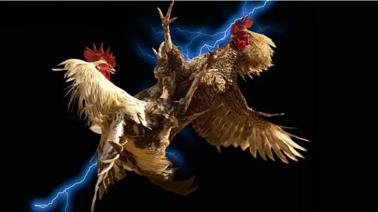 Cách Chơi Đá Gà WS168 Tại BSport Hiệu Quả Nhất 2 Cách Chơi Đá Gà WS168 Tại BSport Hiệu Quả Nhất