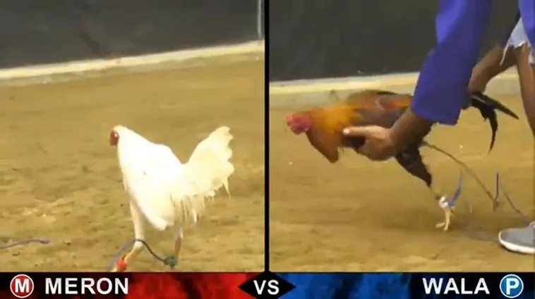 Đá Gà BSport Thu Hút Hàng Triệu Người Chơi Tại Việt Nam Năm 2025